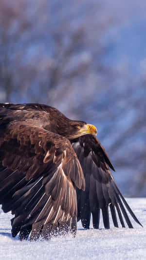 Flying Eagle Golden Specie Wallpaper