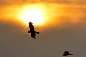 Flying Eagles Silhouette Wallpaper