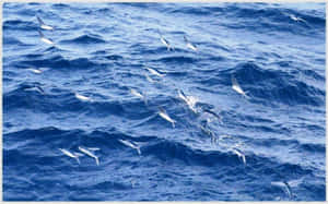 Flying Fish Gliding Over Ocean Waves.jpg Wallpaper