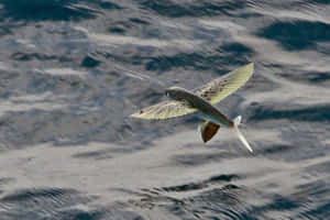 Flying Fish Gliding Over Ocean Wallpaper