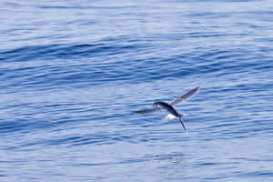 Flying Fish Gliding Over Sea.jpg Wallpaper