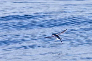 Flying Fish Gliding Over Sea.jpg Wallpaper