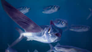 Flying Fish In Blue Waters.jpg Wallpaper