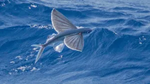 Flying Fish Soaring In The Blue Sea Wallpaper