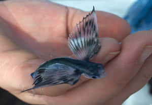 Flying Fishin Hand.jpg Wallpaper