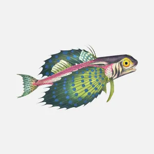 Flying Gurnard Colorful Fins Wallpaper