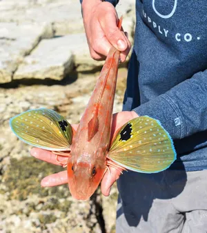 Flying Gurnard Held By Fisherman Wallpaper
