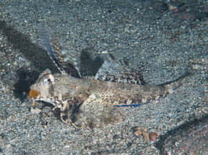 Flying Gurnard Sandy Bottom Wallpaper