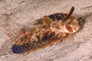 Flying Gurnard Sandy Bottom Wallpaper