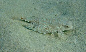 Flying Gurnard Sandy Bottom Wallpaper