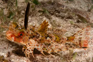 Flying Gurnard Sandy Bottom Wallpaper