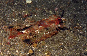 Flying Gurnard Sandy Seabed Wallpaper