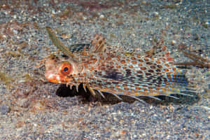 Flying Gurnard Spotted On Seabed.jpg Wallpaper