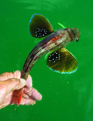 Flying Gurnard Spread Fins Wallpaper