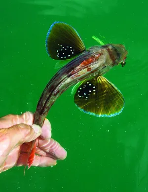 Flying Gurnard Spread Fins Wallpaper