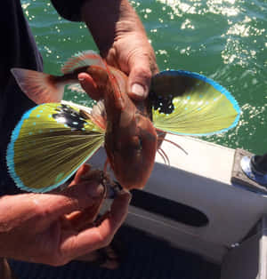 Flying Gurnard Spread Fins Wallpaper