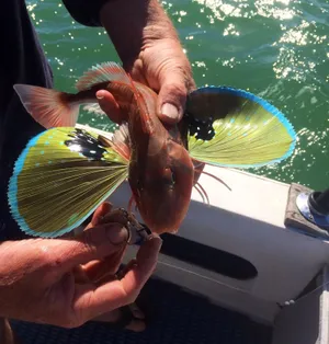 Flying Gurnard Spread Fins Wallpaper