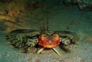Flying Gurnard Spread Fins Wallpaper