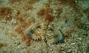 Flying Gurnard Spread Fins Wallpaper