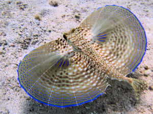Flying Gurnard Spread Fins Wallpaper