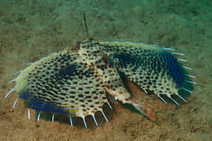 Flying Gurnard Spread Fins Wallpaper