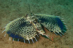 Flying Gurnard Spread Fins Wallpaper