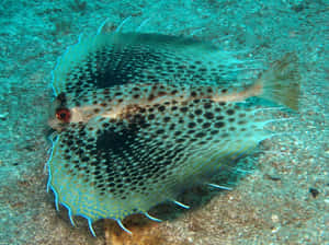 Flying Gurnard Spread Fins Wallpaper