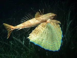 Flying Gurnard Spread Fins Wallpaper