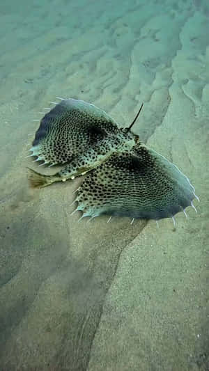 Flying Gurnard Spread Fins Sandy Bottom.jpg Wallpaper