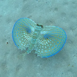 Flying Gurnard Spread Fins Underwater Wallpaper