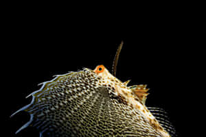 Flying Gurnard Spread Fins Wallpaper