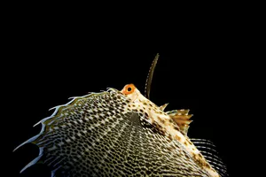 Flying Gurnard Spread Fins Wallpaper