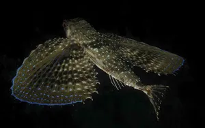 Flying Gurnard Spread Fins Wallpaper