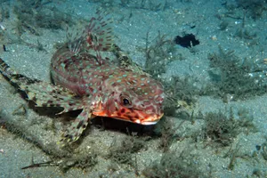 Flying Gurnard Spreading Fins Wallpaper