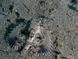 Flying Gurnard Spreading Fins Wallpaper