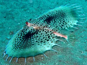 Flying Gurnard Spreading Fins Wallpaper