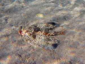 Flying Gurnard Spreading Fins Wallpaper