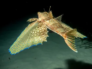 Flying Gurnard Spreading Fins Wallpaper
