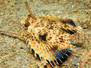 Flying Gurnard Spreading Fins Wallpaper