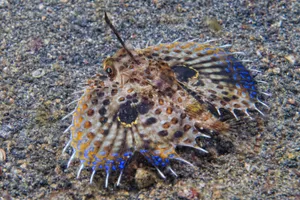 Flying Gurnard Spreading Fins Wallpaper
