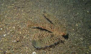 Flying Gurnard Spreading Fins Wallpaper