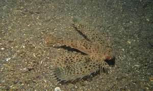 Flying Gurnard Spreading Fins Wallpaper