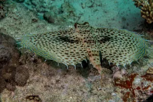 Flying Gurnard Spreading Fins Underwater Wallpaper