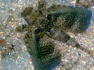 Flying Gurnard Spreading Fins Underwater Wallpaper