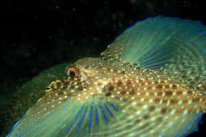 Flying Gurnard Underwater Display Wallpaper