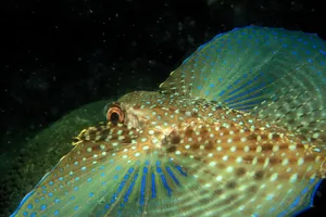 Flying Gurnard Underwater Display Wallpaper