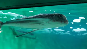 Flying Gurnard Underwater Swimming.jpg Wallpaper