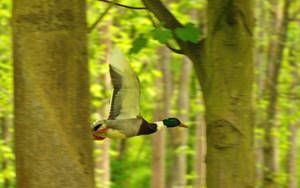 Flying Mallard Duck Wallpaper