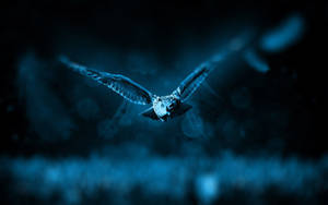 Flying Owl Hd Computer Wallpaper