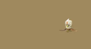 Flying Shiny Rufflet On Brown Background Wallpaper